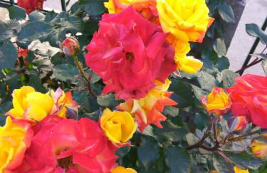 Guesthouse Papagiannopoulou - Foto 25