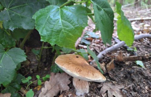 Nowoczesny wypoczynek - dom blisko jeziora i lasu - Foto 25