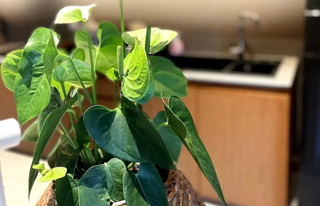 Rarin Villas - Foto 59