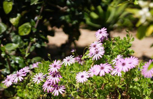 Casa Pitanga - Foto 58