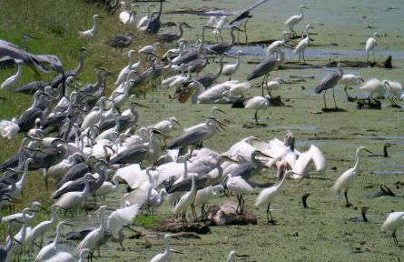 Mansion Viglatoras - Foto 17