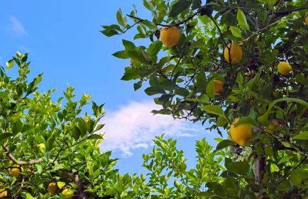 Ifigenias apartment - Foto 19