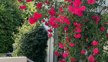 Villa Starnberger See - Foto 5, Garden view