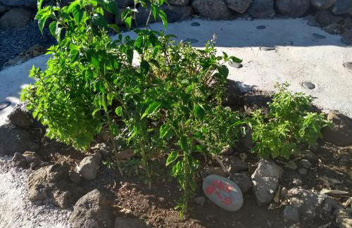 Finca Primavera - Foto 31