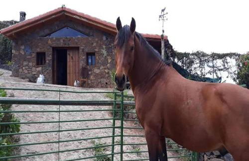 Holiday Home in Tenerife with Private Garden - Foto 10