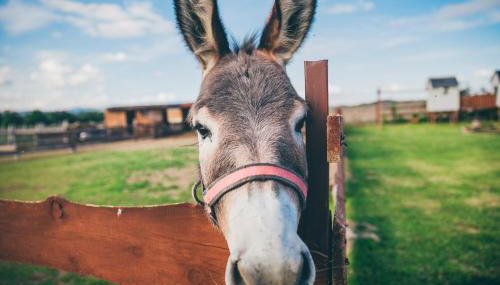 Agroturystyka Nad Łąkami - Foto 2