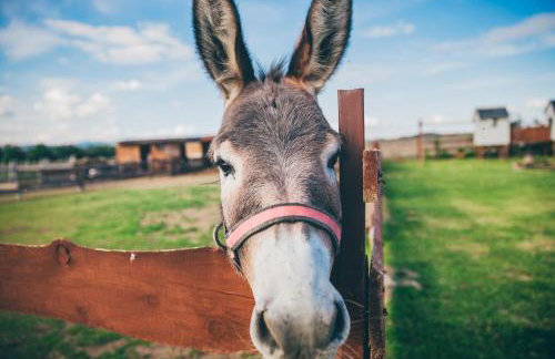Agroturystyka Nad Łąkami - Foto 2