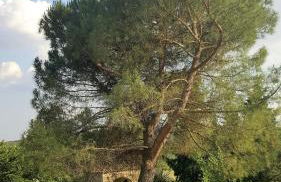 Gîte - Mas de Louise - Foto 33