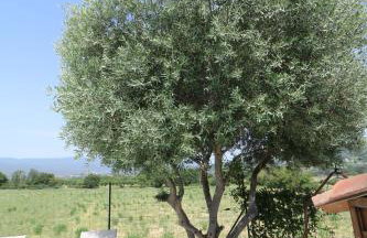 Gîte Azur Piscine Luberon - Domaine ARTEMISS - Foto 28