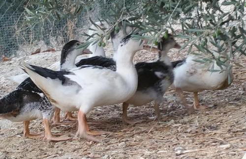 Casa Rural Cortijos San Jose - Foto 67