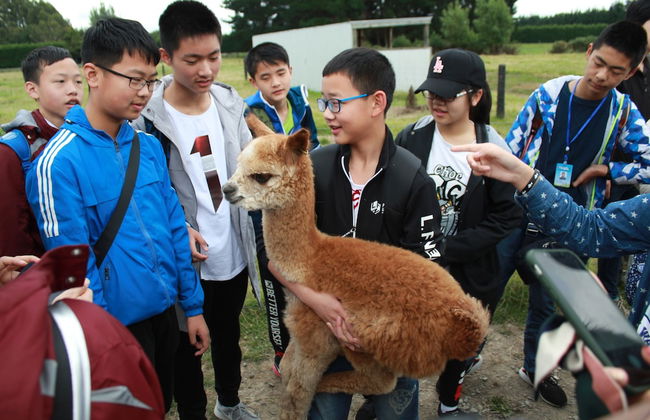 Silverstream Alpaca Farmstay and Tour - Foto 26