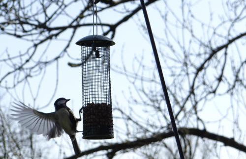 Canad Adar - Song of the Birds - Teifi Valley - Foto 11