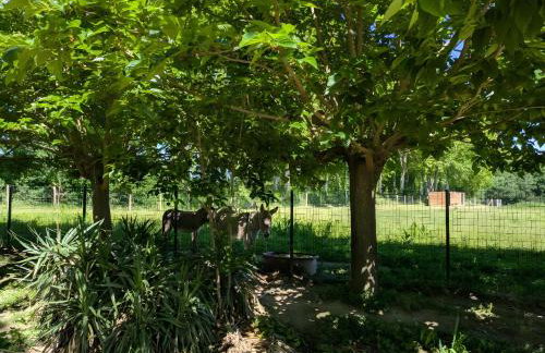 Ferme Pédagogique Bordeneuve - Foto 6