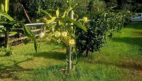 Quinta de S. Vicente 317 - Foto 4