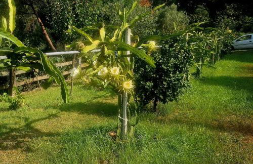 Quinta de S. Vicente 317 - Foto 4