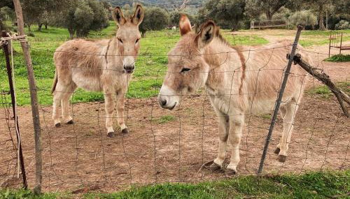 Agriturismo Is Conchisceddas - Foto 3