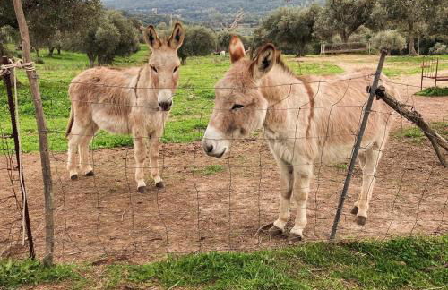 Agriturismo Is Conchisceddas - Foto 6