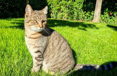 Daphne Experience - Home, Harmony and Garden - Foto 36