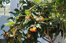 Leodi Place - Foto 30