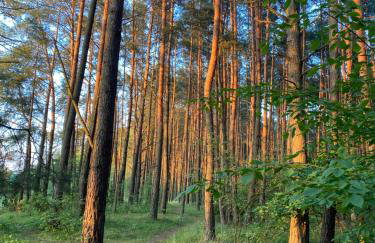 Przytulny domek w lesie blisko rzeki - Foto 20