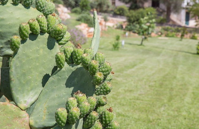 Azienda Agricola Spirdo - Foto 33
