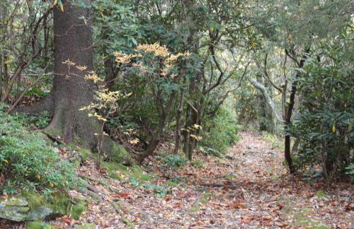 A Slice of High Country Heaven, Seven Devils Condo - Foto 55