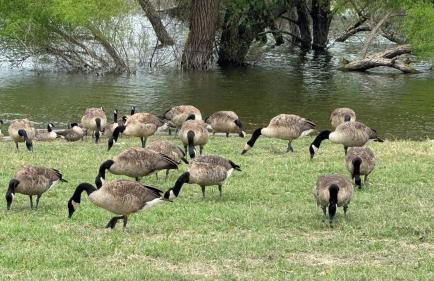 Misty Mountain Colorado - Foto 11