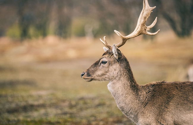 Semi-detached Holiday Home Near the Sea - Photo 35