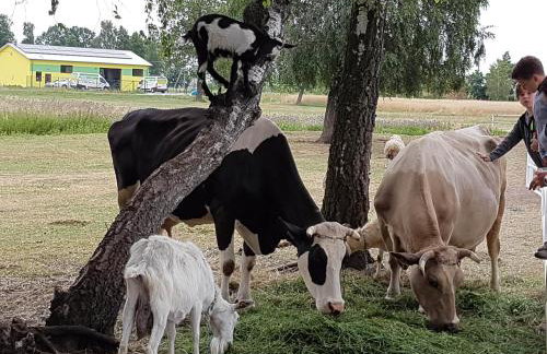 Agroturystyka Pod Brzozami - Foto 8