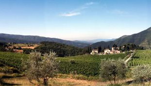 Azienda agricola Frascole - Foto 5