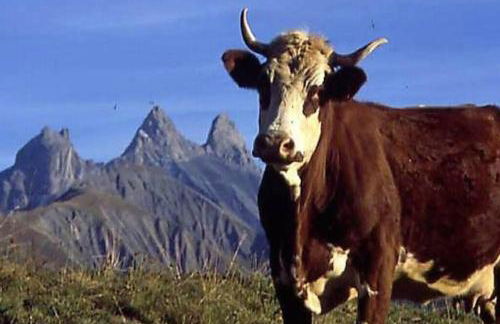 Le Cottage des Sybelles - Photo 26