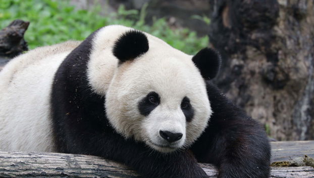 Experiência privada de voluntariado na reserva de pandas de Dujiangyan