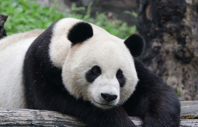 Volontariat dans la réserve de pandas de Dujiangyan - Photo 5
