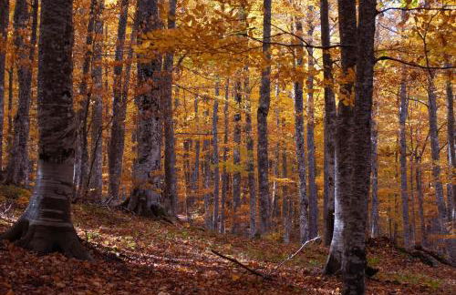 Ιξός Home - Photo 57