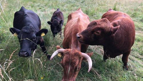 Apartment Tälerblick Maxi -neu modernisiert- - Foto 2