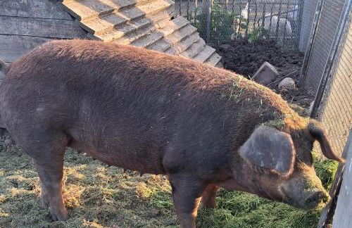 Tiny Bauernhof Plau - Foto 23