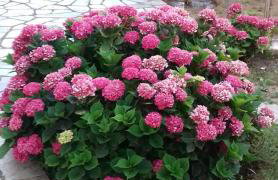 Aria Archontiko Pelion - Foto 59