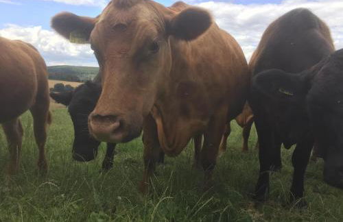 Ferienwohnung Taubenschlag - Foto 20