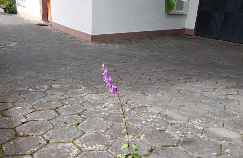 Eifel Panorama - Foto 14