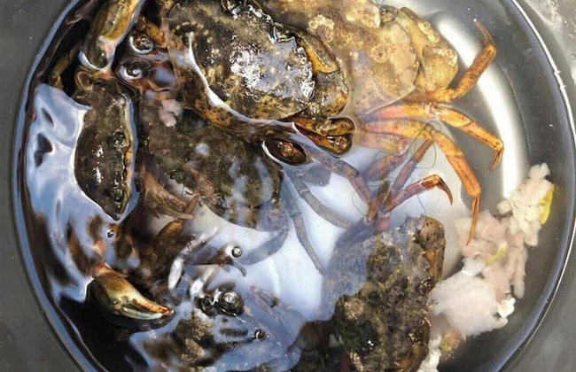 Caravan - Sleeps 6 - Parking, Pool, Facilities - Foto 16