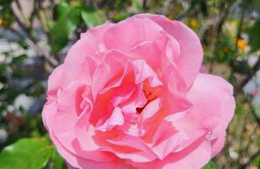 Casa Intignano - Camera con bagno e portico vista lago - Foto 25