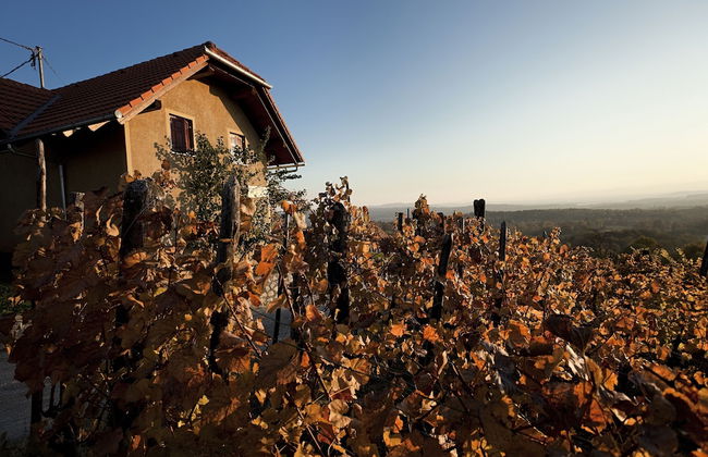 Vineyard Cottage Brodaric - Foto 12