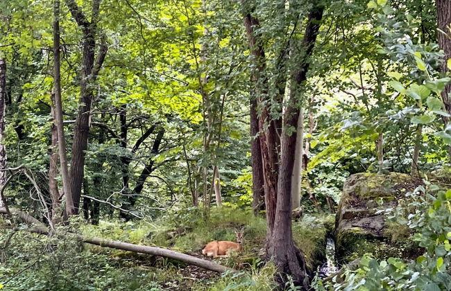 4 Person Holiday Home in Bengtsfors-by Traum - Photo 6