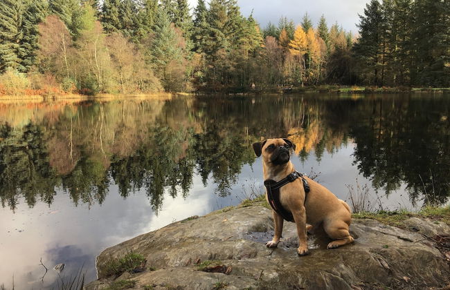 Birch Lodge 22 With Hot Tub, Newton Stewart - Photo 15