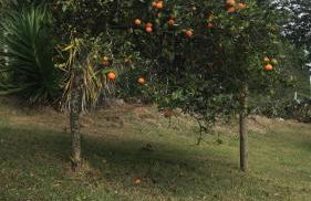 Chalés Lá na Roça - Photo 31