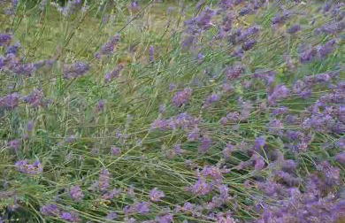 Tana della Lavanda - Photo 56