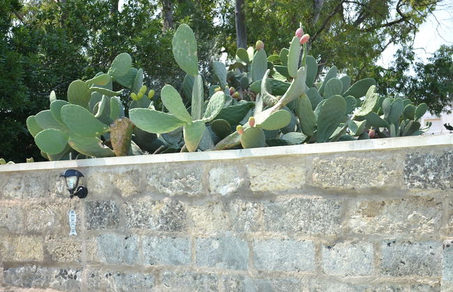 Salento Rosa Dei Venti - Photo 25