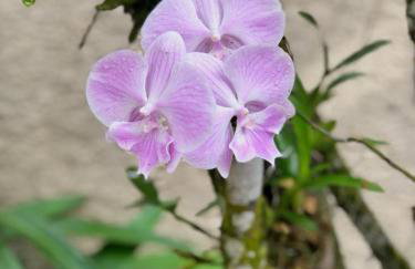 Casa Térrea Espaçosa Centro , Bertioga-Pertinho da Praia - Photo 40