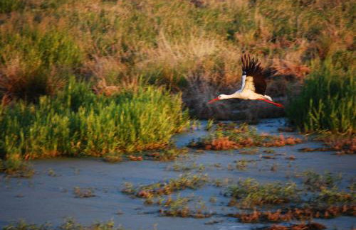 FeWo Dänholm Alte Schule Barlin Mecklenburg Pool - Foto 19