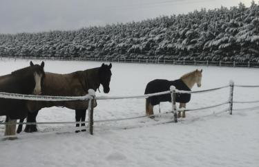 Studio "La Citrie" Terrasse, chevaux et nature - Foto 8